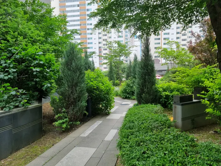 침엽수가 줄지어 선 산책로