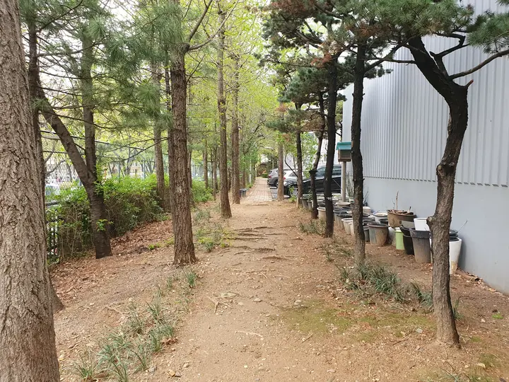 소나무 사이 흙길 산책로
