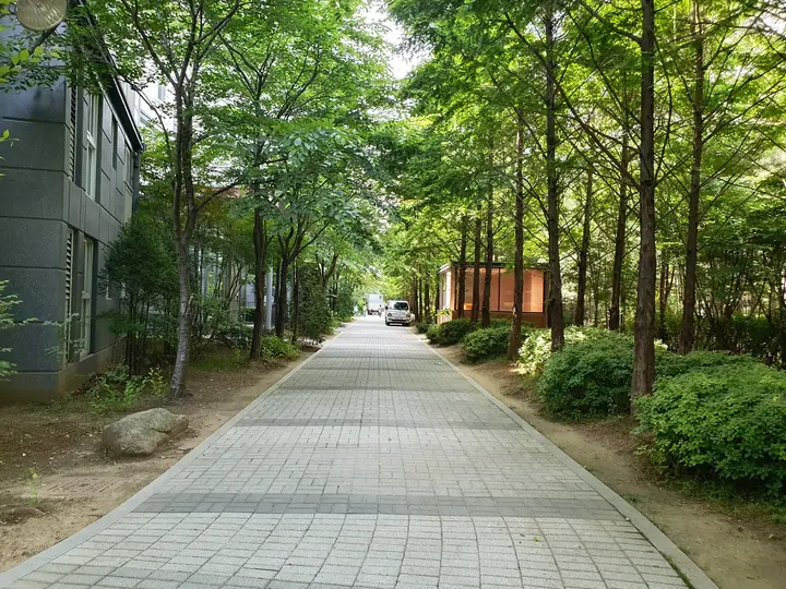 메타세쿼이아 숲길