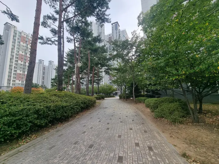 소나무 사이 보행로